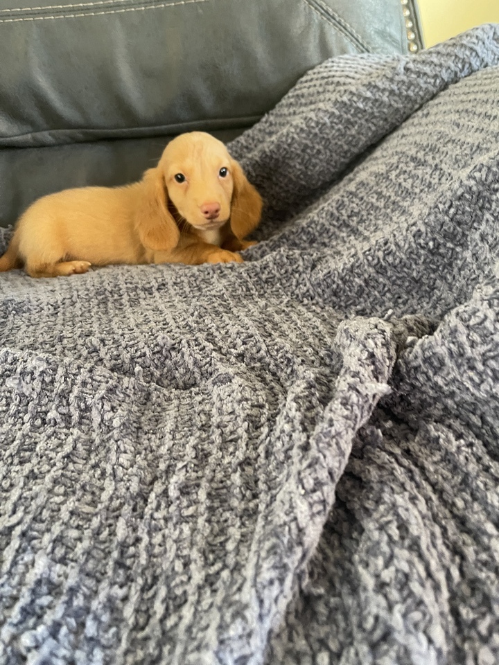 Akc registered dachshunds 2500 each