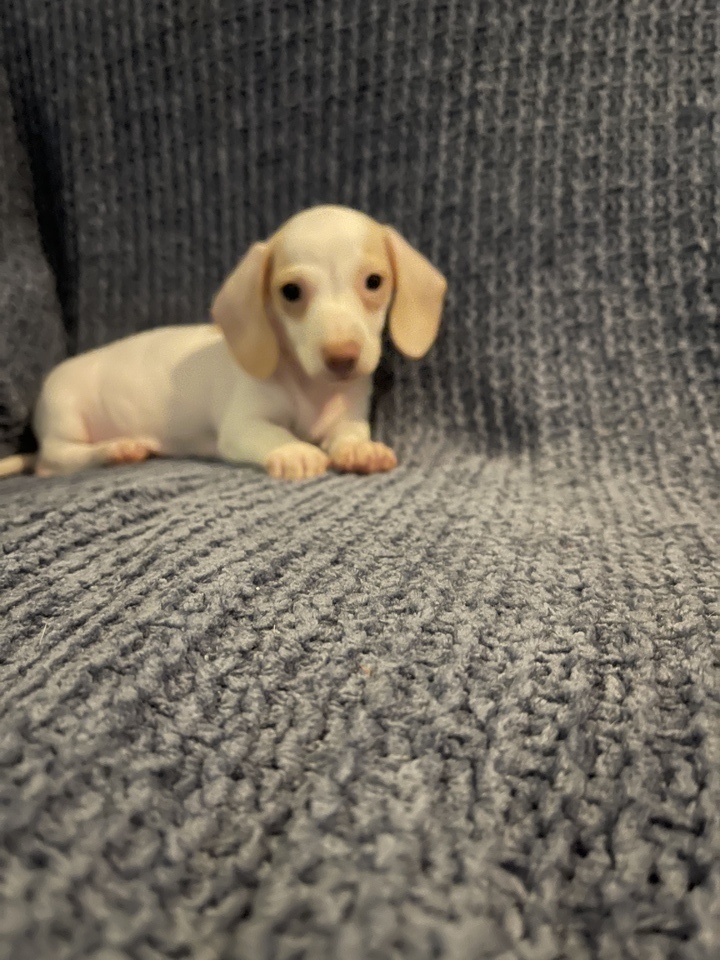 Akc registered dachshunds 2500 each