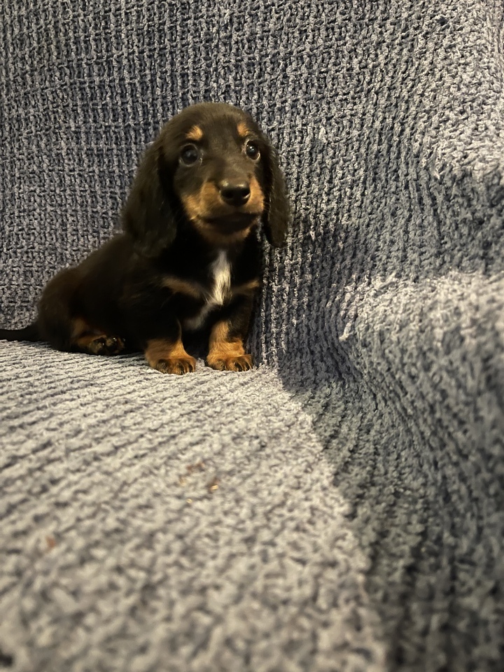 Akc registered dachshunds 2500 each